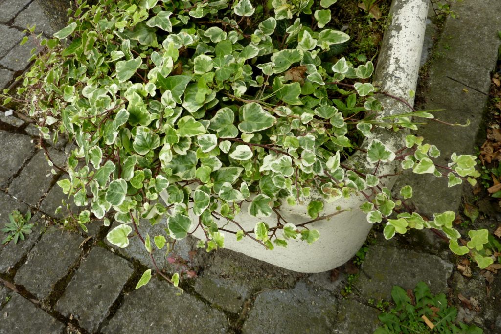 english-ivy-variegated