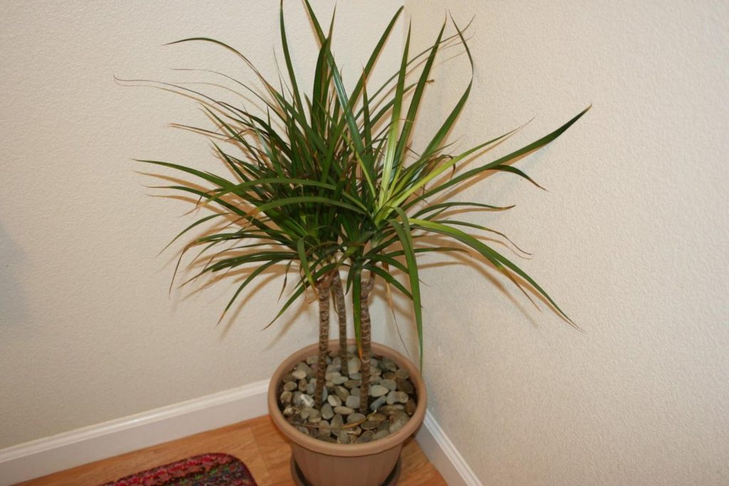 palm-trees-for-decoration