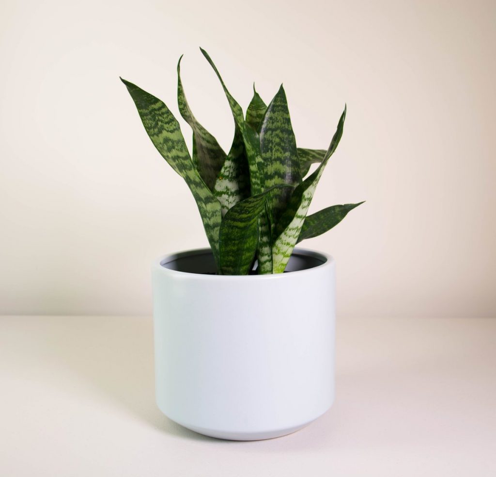 snake-plant-grey-fredrik-m