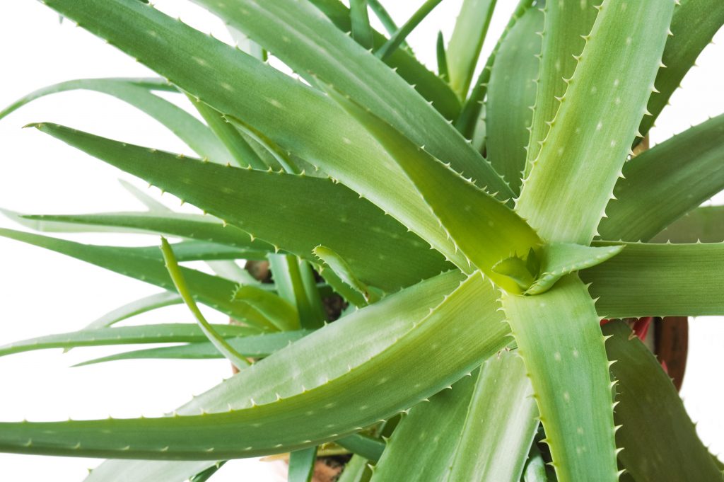 aloes